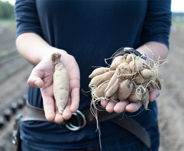 Erin Benzakein holding dahlia tubers