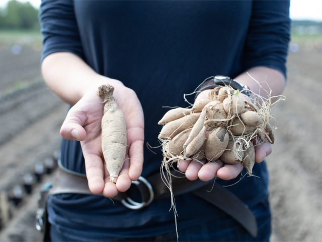 Erin Benzakein holding dahlia tubers