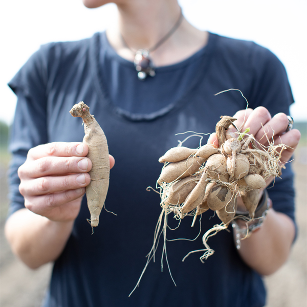 Erin Benzakein holding up dahlia tubers