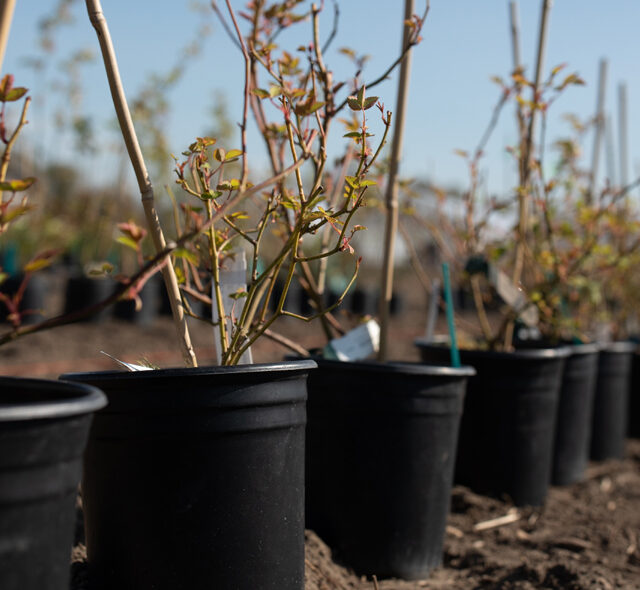 Buckets of roses waiting to be planted