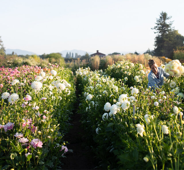 Erin Benzakein harvesting dahlias in the Floret dahlia field