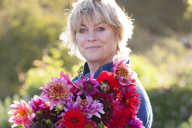 Sarah Raven carrying bunch of dahlias. Dahlia 'Urchin', 'Berner Oberland', Karma Fuchsiana', 'Bishop of Llandaff', 'Mambo', 'Bacardi' and 'Karma Choc'