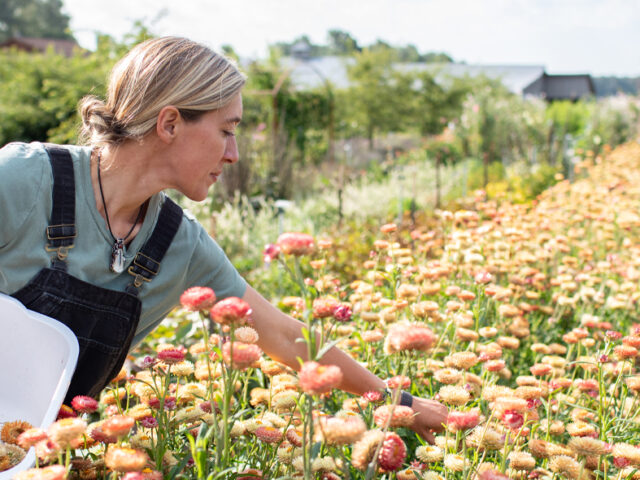 Erin Benzakein harvesting seeds in the Floret field