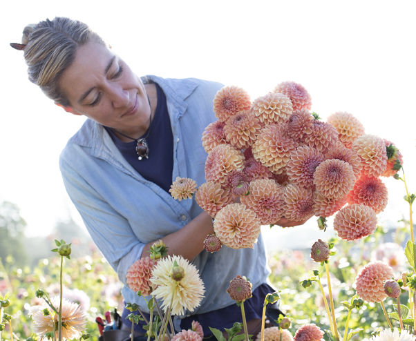 Erin Benzakein looks at a bunch of orange dahlias in the Floret field