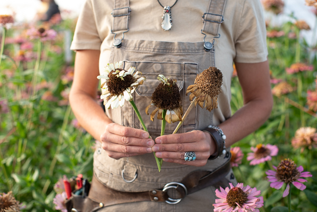 Erin Benzakein holding zinnia seed heads