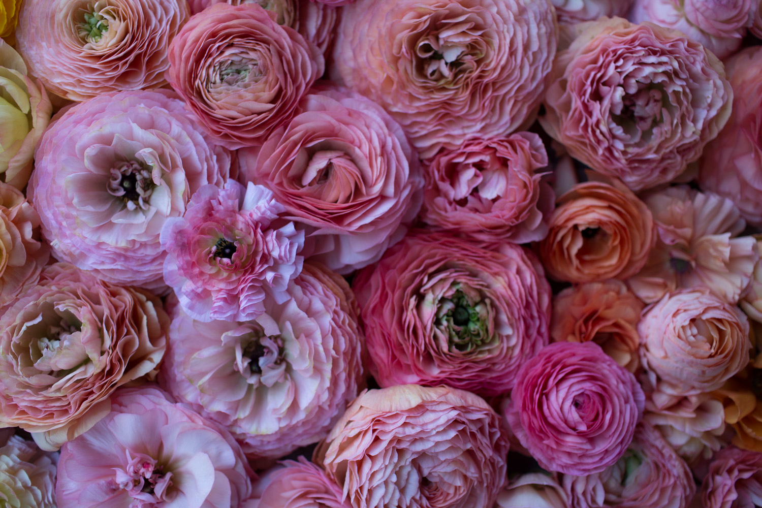 Ranunculus blossoms