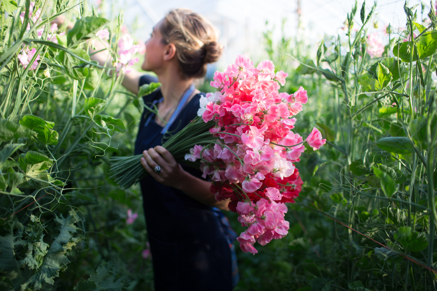 Erin Benzakein harvesting sweet peas