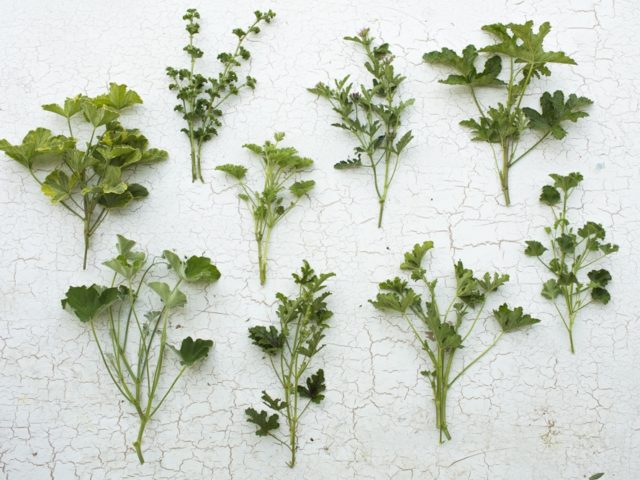 Foliage cuttings