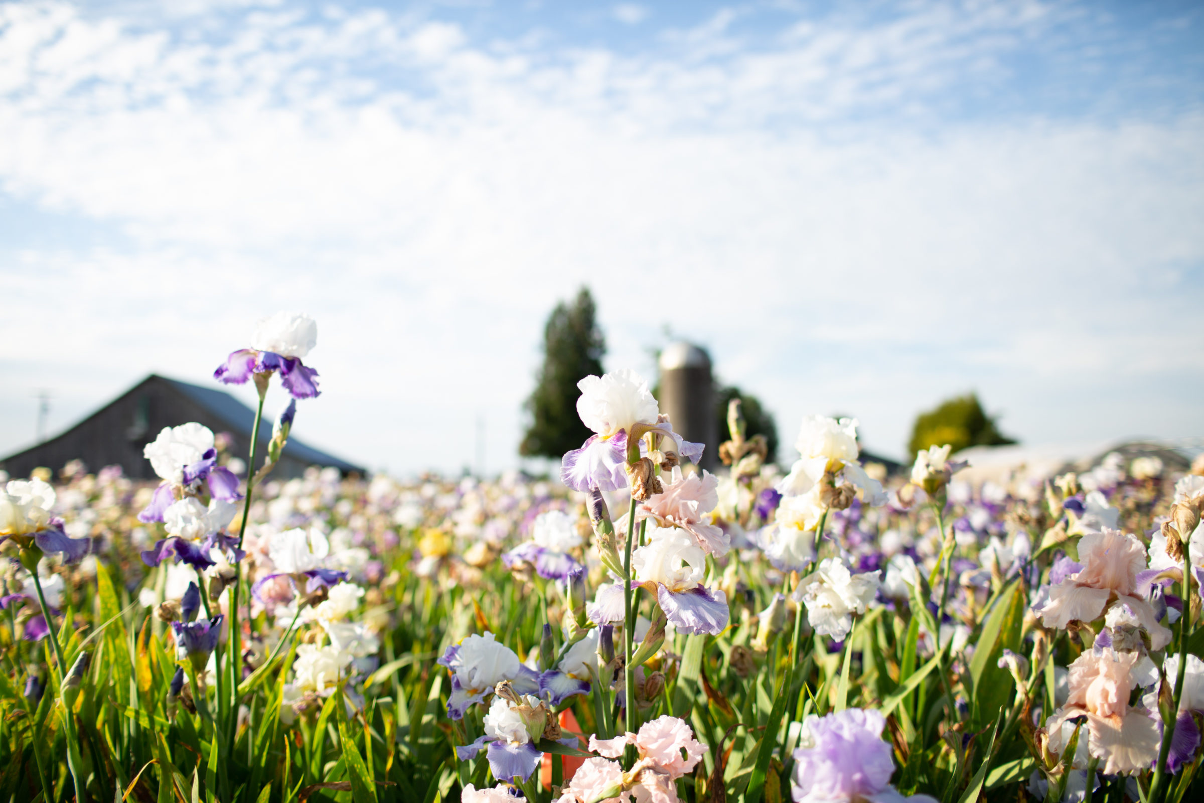 Field of Irises