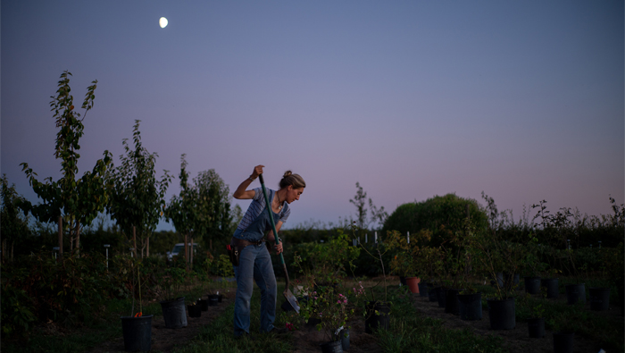 Erin Benzakein planting roses at dusk