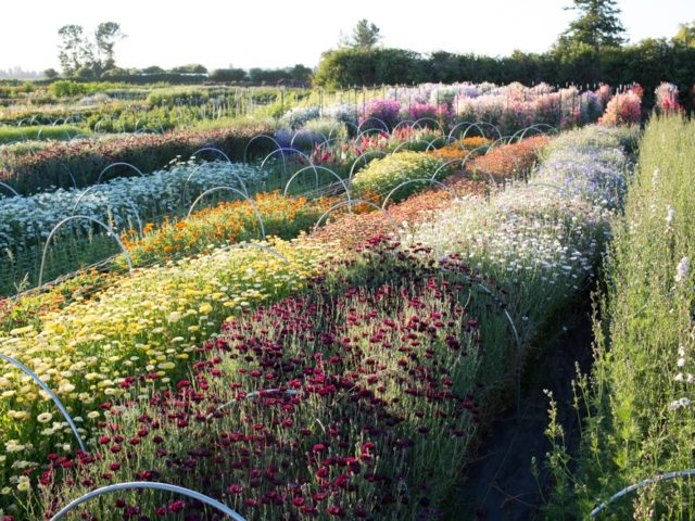 Hardy annual flowers in field