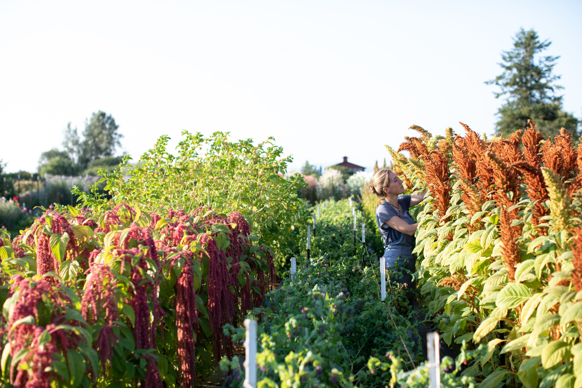 Erin Benzakein harvesting amaranth