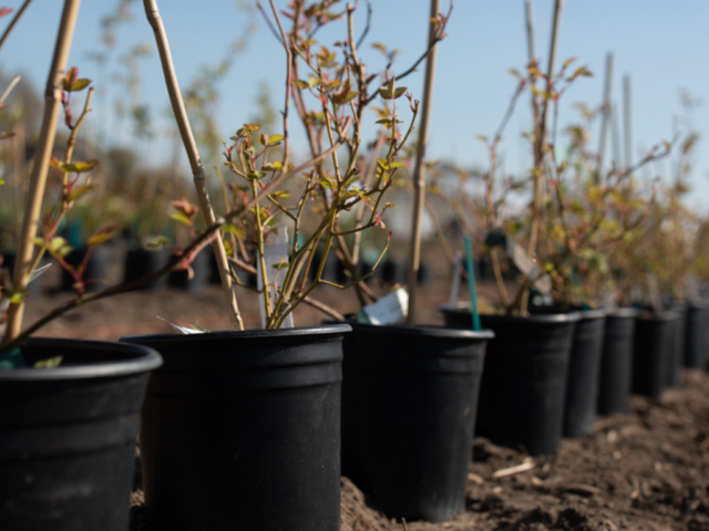 Buckets of roses waiting to be planted