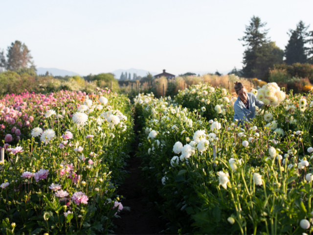 The Floret dahlia patch