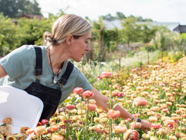 Erin Benzakein harvesting Strawflowers